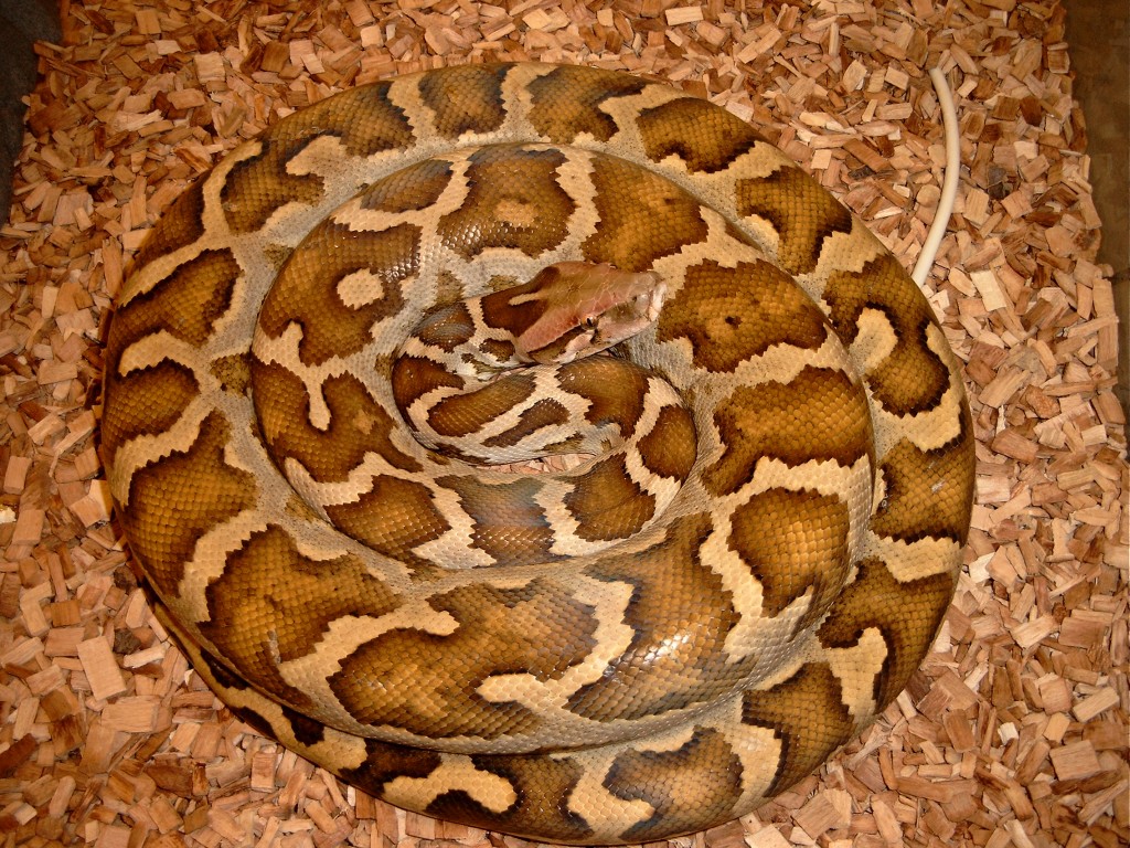 Python Molurus Pimbura
